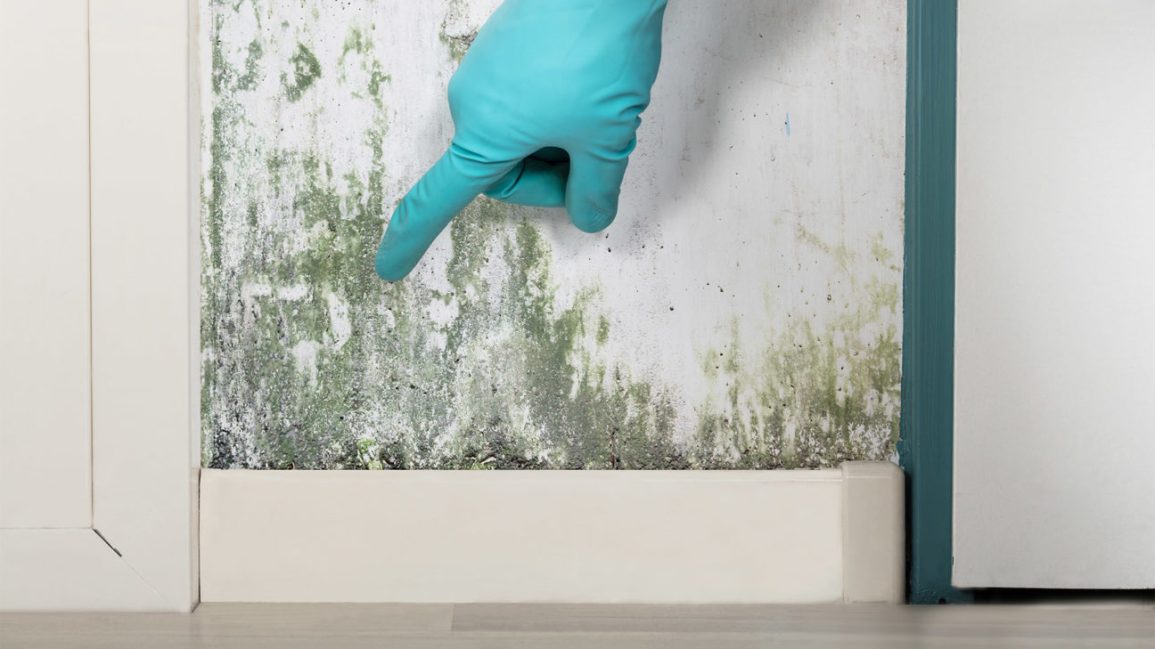 Best Mold Resistant Paints In 2021 Picks For You At Woody Expert