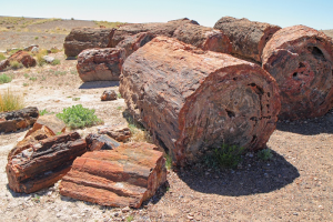 What Is Petrified Wood